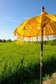 Images Dated 15th April 2015: Yellow Balinese Umbrella in paddy fields