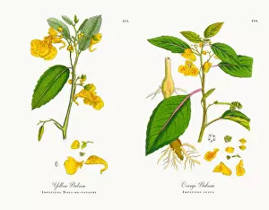 Images Dated 4th December 2017: Yellow Balsam, Impatiens Noli-me-tangere, Victorian Botanical Illustration, 1863