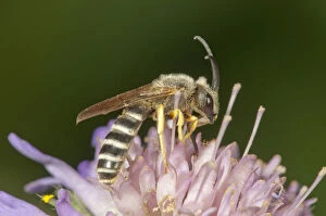 Yellow-banded Sweat Bee -Halictus scabiosae- collecting nectar, Untergroningen, Abtsgmuend, Baden-Wurttemberg, Germany