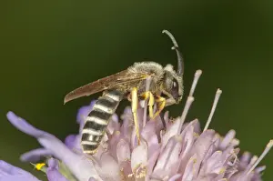 Apiformes Prints: Yellow-banded Sweat Bee -Halictus scabiosae- collecting nectar