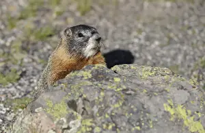 Sciurid Prints: Yellow-bellied marmot (Marmota flaviventris) also known as rock chuck