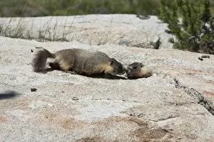 Images Dated 13th July 2013: Yellow-bellied marmots -Marmota flaviventris-, Yosemite National Park, California, United States