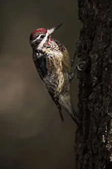 Images Dated 9th October 2013: Yellow-bellied sapsucker in October