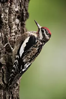 Woodpeckers Collection: Yellow-bellied sapsucker portrait
