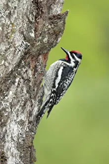 Images Dated 27th August 2018: Yellow-bellied Sapsucker (Sphyrapicus varius)