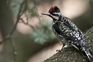 Woodpeckers Collection: Yellow-bellied sapsucker on tree limb