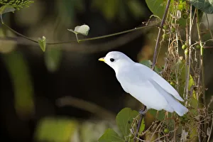 Images Dated 3rd February 2018: Yellow-billed Cotinga (Carpodectes antoniae)
