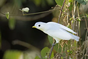 Images Dated 3rd February 2018: Yellow-billed Cotinga (Carpodectes antoniae)