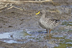 South African Gallery: Yellow-billed duck -Anas undulata-, Wilderness National Park, South Africa