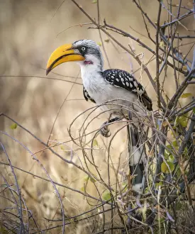 Vicki Jauron Wildlife Photography Prints: Yellow Billed Hornbill Perched Against Golden Grass of Samburu, Kenya