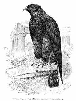 Images Dated 27th February 2017: Yellow-billed kite engraving 1892