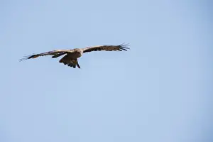 Ngorongoro Crater Conservation Area Prints: Yellow-billed Kite (Milvus parasiticus) hovering, Ngorongoro Crater