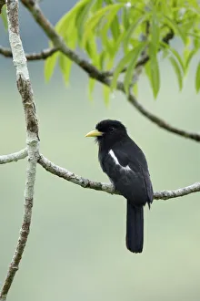 Songbird Gallery: Yellow-billed Nunbird (Monasa flavirostris)