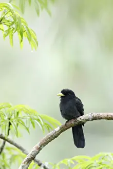Tropical Bird Prints: Yellow-billed Nunbird (Monasa flavirostris)