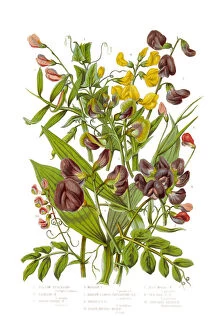 Images Dated 20th July 2015: Yellow and Black Bitter Vetch and Peas Victorian Botanical Illustration