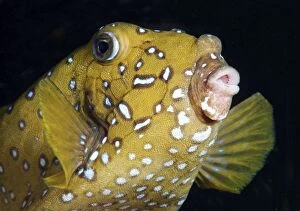 Yellow boxfish -Ostracion cubicus-, Red Sea, Egypt, Africa
