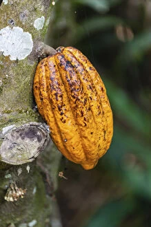 Images Dated 5th April 2012: Yellow cacao fruit -Theobroma cacao-, Kumily, Kerala, India