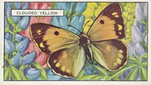 Prints of Collectible vintage illustrated tobacco or cigarette card, Butterflies and Moths series, published in 1938 by Gallaher Ltd Step Back in Time with Iconic Collectible Cards: Yellow Clouded Butterfly, Butterflies and Moths series