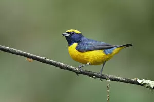 Images Dated 19th February 2017: Yellow-crowned Euphonia (Euphonia luteicapilla)