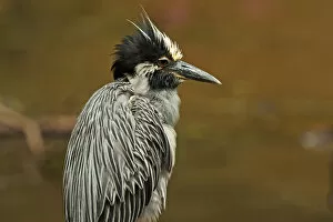 Images Dated 9th August 2013: Yellow-crowned night heron up close