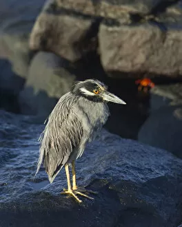 Images Dated 31st December 2012: Yellow-crowned Night Heron -Nyctanassa violacea, Nycticorax violaceus-, Mosquera Island