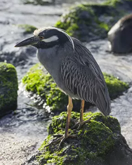 Images Dated 29th December 2012: Yellow-crowned Night Heron -Nyctanassa violacea, Nycticorax violaceus- Isla Espanola