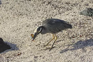 Images Dated 29th December 2012: Yellow-crowned Night Heron -Nyctanassa violacea, Nycticorax violaceus- feeding on a red rock crab