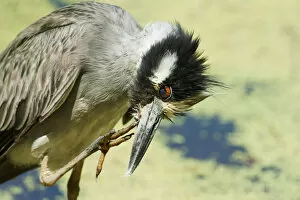 Images Dated 27th July 2015: Yellow-crowned night heron preening