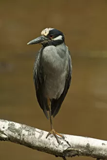 Images Dated 9th August 2013: Yellow-crowned night heron at rest