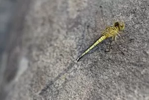Images Dated 2nd February 2016: Yellow dragonfly rests on grey stone - Banteay Kdei, Cambodia