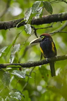 Images Dated 7th September 2017: Yellow-eared Toucanet