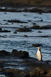 Images Dated 5th December 2012: A Yellow-eyed Penguin at Curio Bay