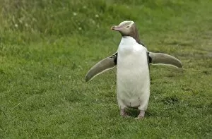 Yellow-eyed Penguin or Hoiho -Megadyptes antipodes- with a tag on its outstretched wings, standing upright, Moeraki