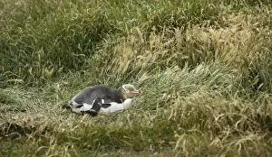 Penguin Prints: Yellow-eyed Penguin or Hoiho -Megadyptes antipodes- with a tag on its wing