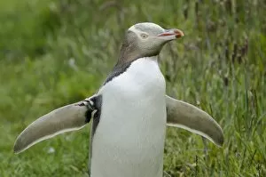 Yellow-eyed Penguin -Megadyptes antipodes-, with mark on the right wing, with outstretched wings, Moeraki, South Island