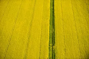 Images Dated 13th May 2008: Yellow Field of Rapeseed