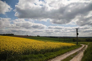 Yellow fields along country road, Dusseldorf, Nordrhein-Westfalen, Germany