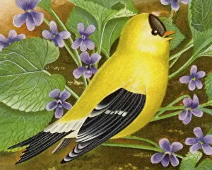Images Dated 12th November 2012: Yellow Finch