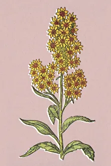 Flower Head Gallery: Yellow Flower