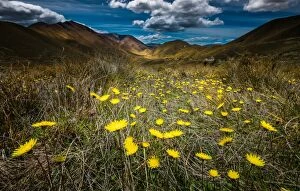 Images Dated 4th December 2012: Yellow flower field over Lindiss pass