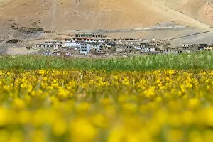 Images Dated 23rd July 2016: Yellow flower meadow in rice paddy at Korzok Valley Himalayan lake Tso Moriri in the morning