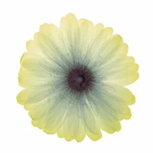 Flowers and Plants Inside Out Gallery: Yellow flower, X-ray