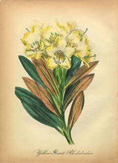 Images Dated 8th July 2016: Yellow Flowered Rhodeodendron Victorian Botanical Illustration