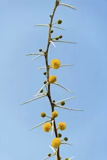 Leguminosae Gallery: Yellow flowers, Camel Thorn or Giraffe Thorn -Acacia erioloba-, Etosha National Park, Namibia