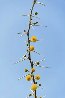 Yellow flowers, Camel Thorn or Giraffe Thorn -Acacia erioloba-, Etosha National Park, Namibia