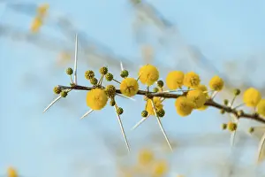 Camel Thorn Prints: Yellow flowers, Camel Thorn or Giraffe Thorn -Acacia erioloba
