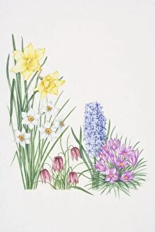 Seasons Gallery: Yellow flowers of Daffodil towering over white flowers of Narcissus, violet