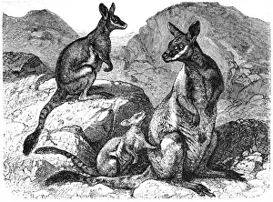 Kangaroo Prints: Yellow footed rock wallaby (Petrogale xanthopus)