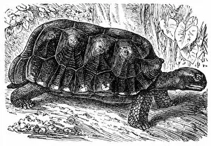 Images Dated 29th January 2016: The yellow-footed tortoise (Chelonoidis denticulata)