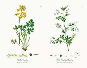 Images Dated 15th November 2017: Yellow Fumitory, Corydalis Lutea, Victorian Botanical Illustration, 1863